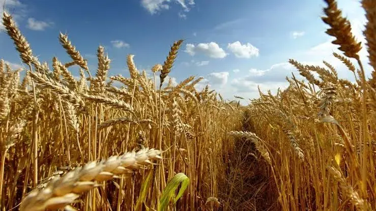 ابهام درباره نرخ گندم در آغاز فصل کشت